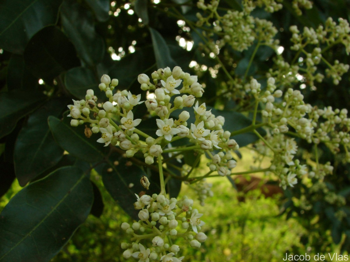 Walsura trifoliolata
